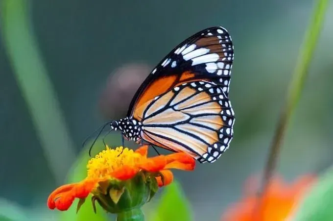 A butterfly is perched on a flower.